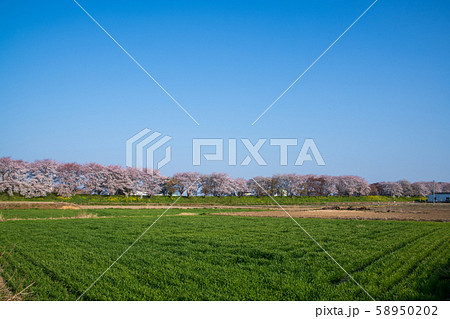 さくら堤公園　埼玉県吉見町 58950202