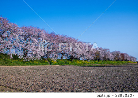さくら堤公園　埼玉県吉見町 58950207
