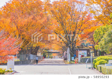 紅葉のトンネル 大阪万博記念公園にての写真素材