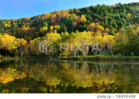 志賀高原の紅葉 58950408