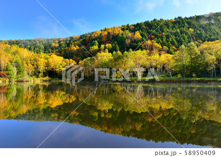 志賀高原の紅葉 58950409