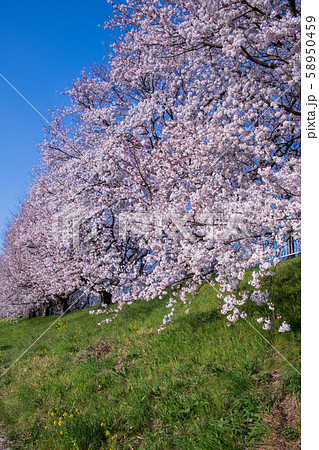 さくら堤公園　埼玉県吉見町 58950459