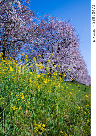 さくら堤公園 埼玉県吉見町 さくら堤公園 埼玉県吉見町 58950473
