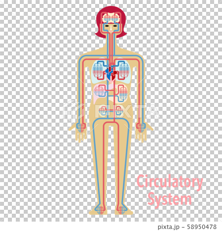 循環器系のシンプルなイラストのイラスト素材