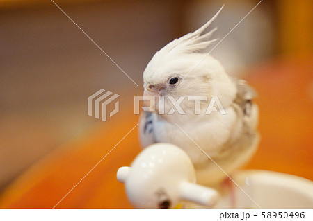 オカメインコカッコつけ オカメインコカッコつけ 58950496