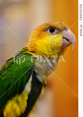 シロハラインコ シロハラインコ 58950500
