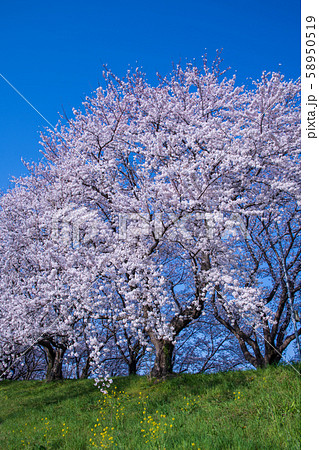 さくら堤公園　埼玉県吉見町 58950519