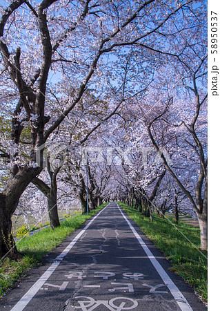 さくら堤公園　埼玉県吉見町 58950537
