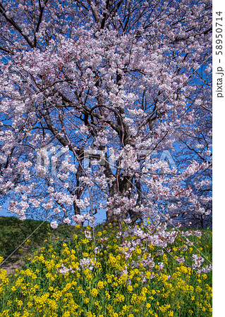 さくら堤公園　埼玉県吉見町 58950714