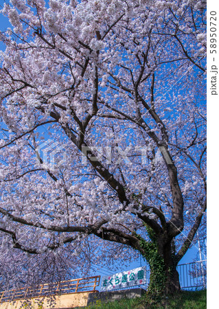 さくら堤公園　埼玉県吉見町 58950720