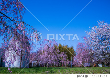 満開の桜 上尾天文台 丸山公園 上尾市 満開の桜 上尾天文台 丸山公園 上尾市 58951063