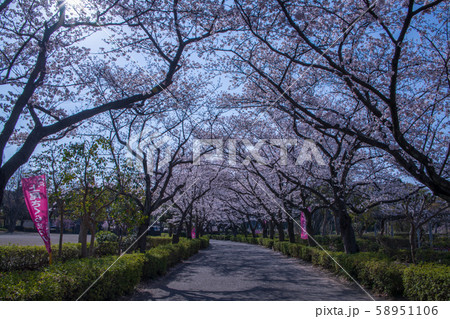 満開の桜 丸山公園 上尾市の写真素材