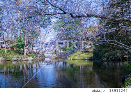 満開の桜 丸山公園 上尾市の写真素材