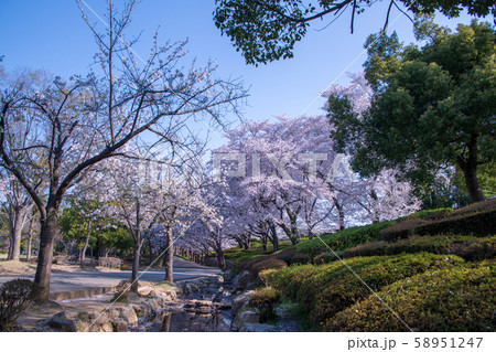 満開の桜 丸山公園 上尾市の写真素材 満開の桜 丸山公園 上尾市の写真素材