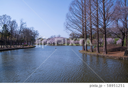 桜の季節 丸山公園 上尾市 桜の季節 丸山公園 上尾市 58951251