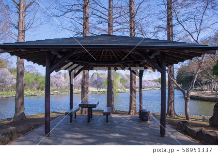 桜の季節　丸山公園　上尾市 58951337
