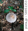 mushroom 58951353