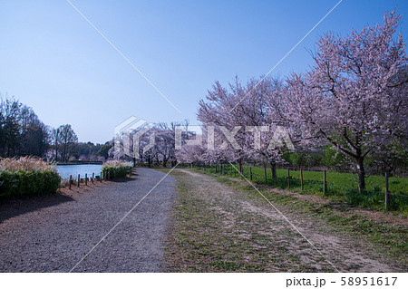 桜の季節 丸山公園 上尾市の写真素材