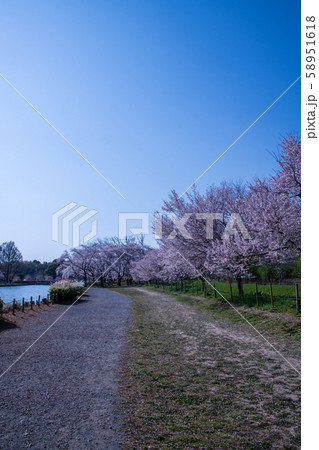 桜の季節　丸山公園　上尾市 58951618