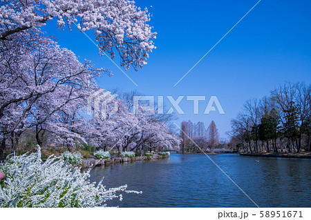 桜の季節　丸山公園　上尾市 58951671