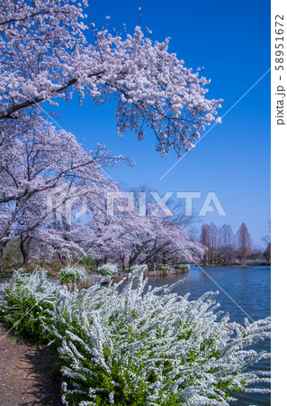 桜の季節　丸山公園　上尾市 58951672