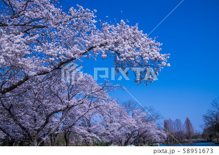桜の季節　丸山公園　上尾市 58951673