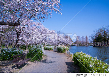 桜の季節 丸山公園 上尾市の写真素材 桜の季節 丸山公園 上尾市の写真素材