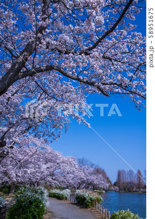 桜の季節 丸山公園 上尾市 桜の季節 丸山公園 上尾市 58951675