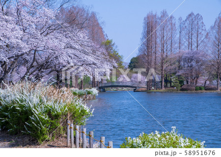 桜の季節 丸山公園 上尾市 桜の季節 丸山公園 上尾市 58951676