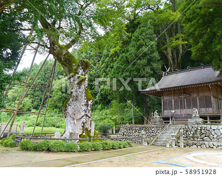 八代の大ケヤキ(やしろのおおけやき）「国指定天然記念物」/推定樹齢千数百年/兵庫県朝来市八代 58951928