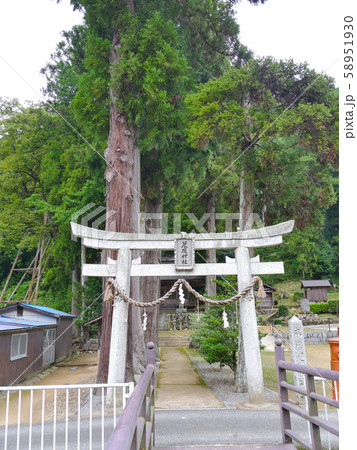 八代の大ケヤキ(やしろのおおけやき）「国指定天然記念物」/推定樹齢千数百年/兵庫県朝来市八代 58951930