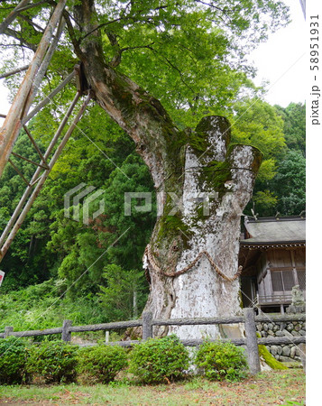 八代の大ケヤキ(やしろのおおけやき）「国指定天然記念物」/推定樹齢千数百年/兵庫県朝来市八代 58951931