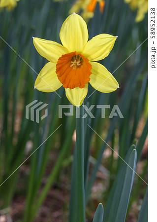 ラッパスイセン 58952138