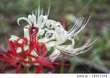 マンジュシャゲ マンジュシャゲ 58952368