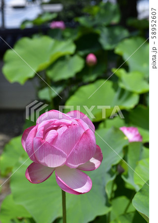 大谷本廟　大賀ハス（大賀蓮） 58952607