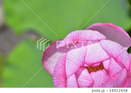 大谷本廟 大賀ハス(大賀蓮) 大谷本廟 大賀ハス(大賀蓮) 58952608