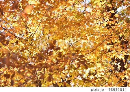 紅葉 | 秋 紅葉 | 秋 58953014