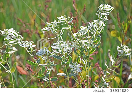 ハツユキソウ(初雪草) ハツユキソウ(初雪草) 58954820