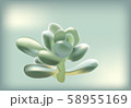 succulents-0013.eps 58955169