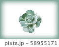 orostachy furusei ohwi 58955171