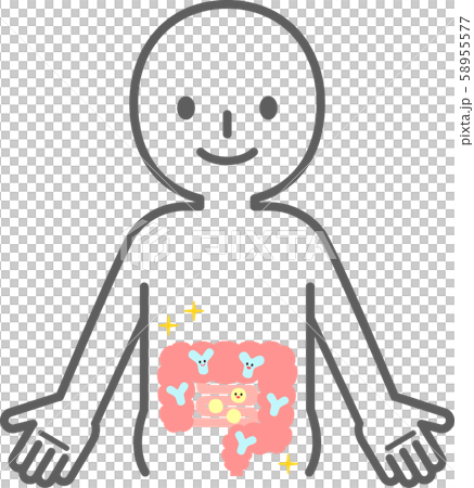 一個微笑的人與乳酸菌在腸子里工作 58955577