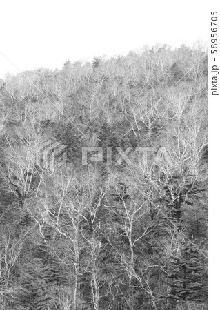 落葉した秋のカバノキの寸景［5-5］※モノクローム 58956705