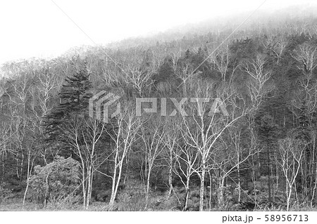 落葉した秋のカバノキの寸景［5-1］※モノクローム 58956713