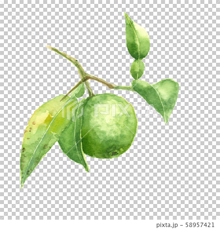 Branch with leaves lion yuzu watercolor 58957421