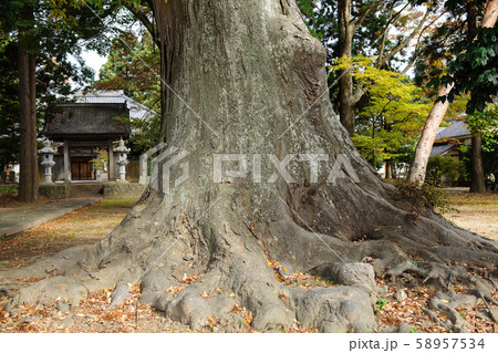 ケヤキの大樹　秋田県 58957534