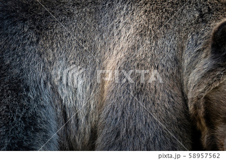 Close real brown bear fur texture Close real brown bear fur texture 58957562