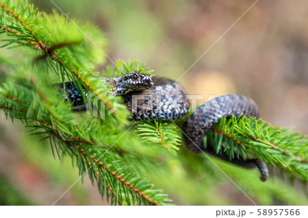 Vipera berus poisonous viper in summer on branch Vipera berus poisonous viper in summer on branch 58957566
