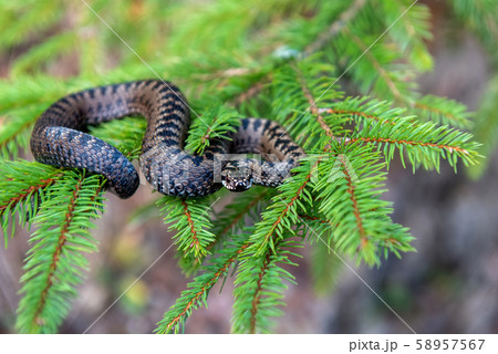 Vipera berus poisonous viper in summer on branch 58957567
