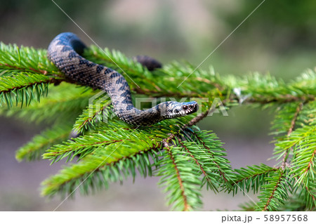 Vipera berus poisonous viper in summer on branch 58957568
