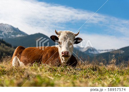 Brown cow on pasture in mountains Brown cow on pasture in mountains 58957574